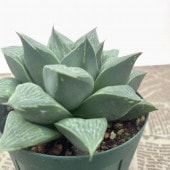 [美大株]デスメティアーナ クイックシルバー アガベ デスメティアナ アガベ『デスメティアーナ “クイックシルバー” 』1番 | Planet