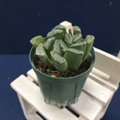 現品お届け】アンスリウム キングオブスペード King of spade（HU）3.5