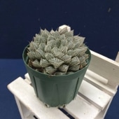 期間限定10％OFF！】サンスベリア 3号角鉢 タワーブルー Tower Blue 6