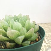 ハオルチア 2.5号 Sp.aff.Dekenanii［3-09］｜観葉02-D2 | 観葉・多肉