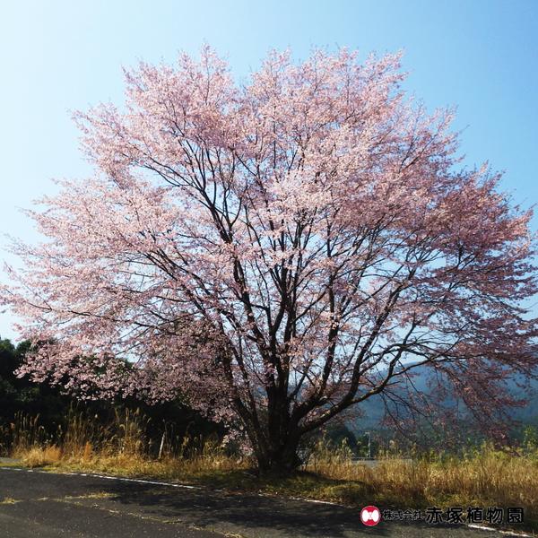 クマノザクラ（熊野桜）接ぎ木苗 5号ポット クマノザクラの名木「長尾美春桜」｜花木10-TU