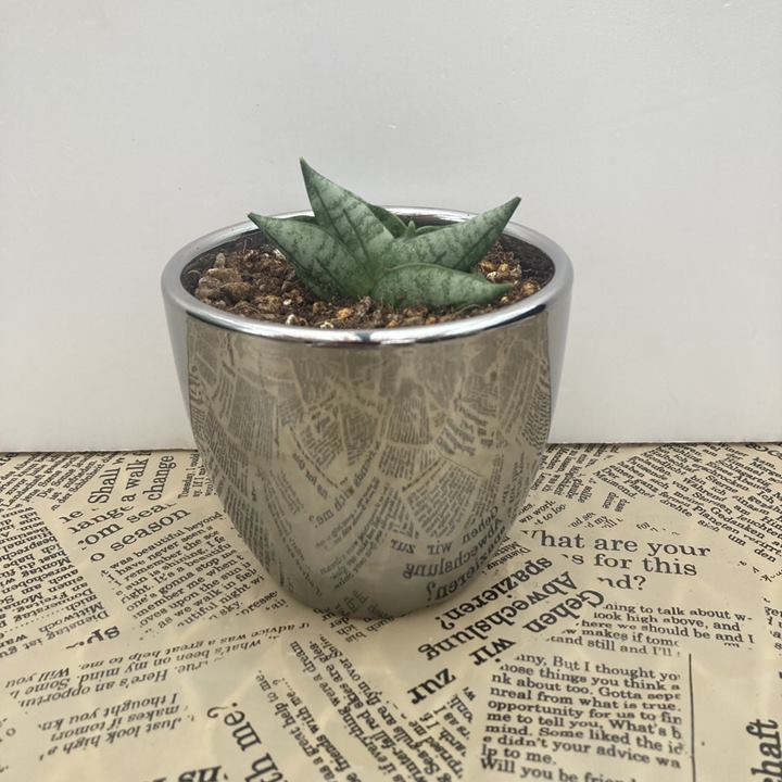 サンスベリア 3号 ボンセレンシス スーパードワーフ シルバー陶器仕様｜観葉02-D2