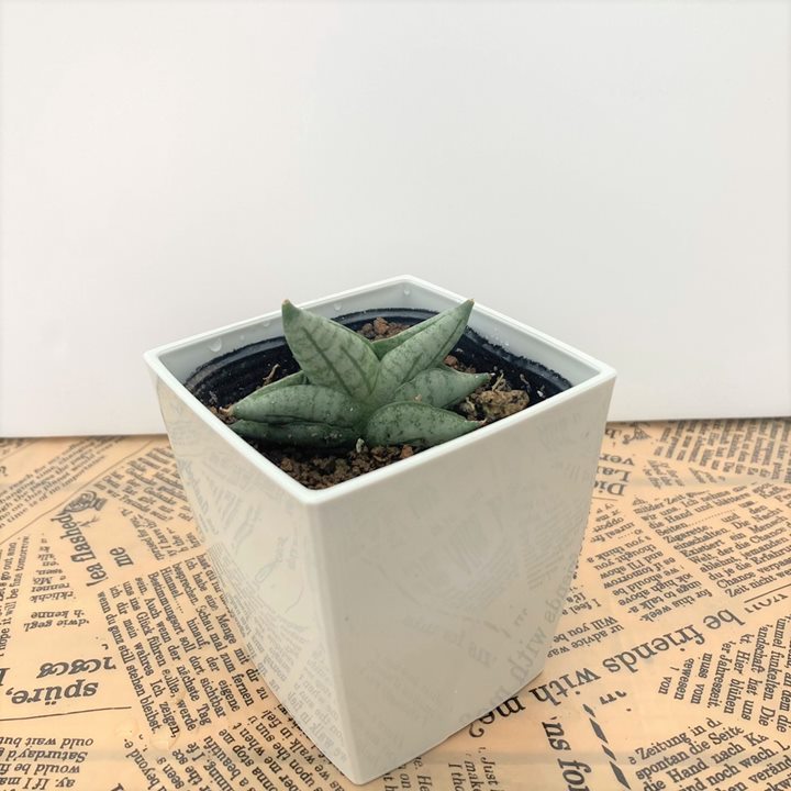 サンスベリア 3号 ボンセレンシス スーパードワーフ 角プラ鉢仕様｜観葉02-D2