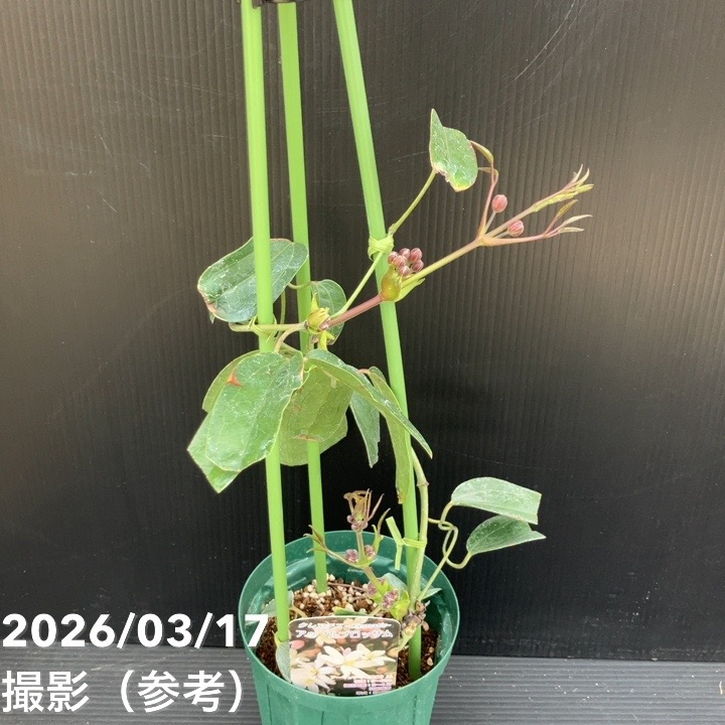 クレマチス アップルブロッサム