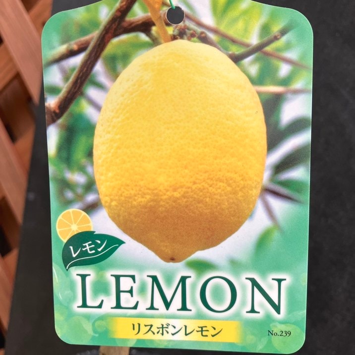 レモン リスボンレモン 5号ロングポット 2年生苗｜果樹04-PA