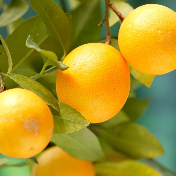 レモン スイートレモネード 5号ロングポット 2年生苗｜柑橘｜果樹04-PA