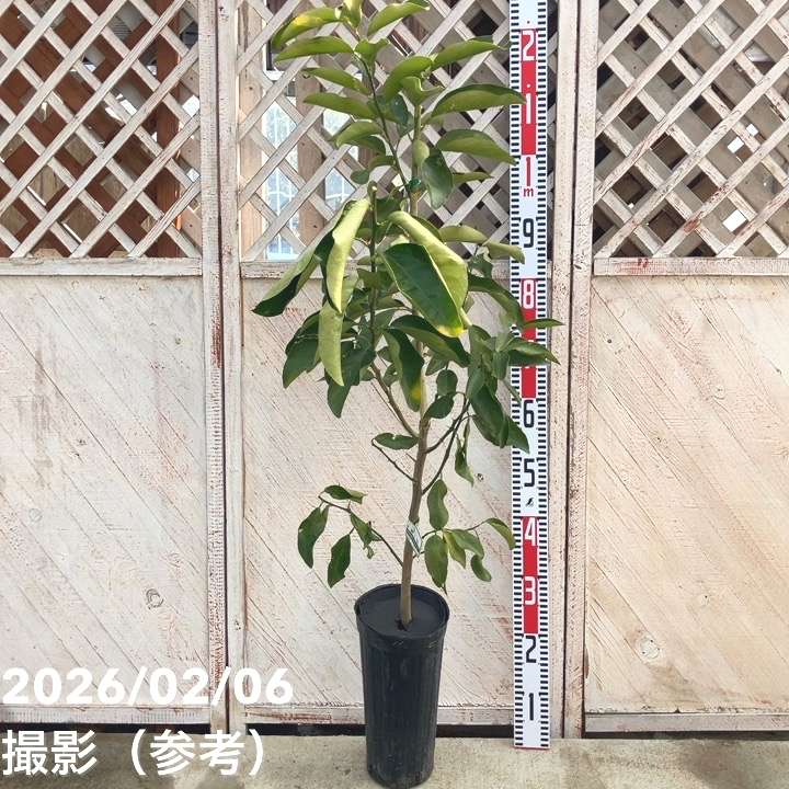 レモン 璃の香 5号ロングポット 2年生 PVP|柑橘|果樹04-PA