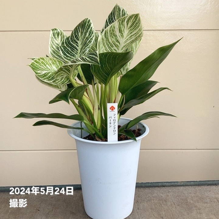 フィロデンドロン バーキン 6号｜観葉04-PA