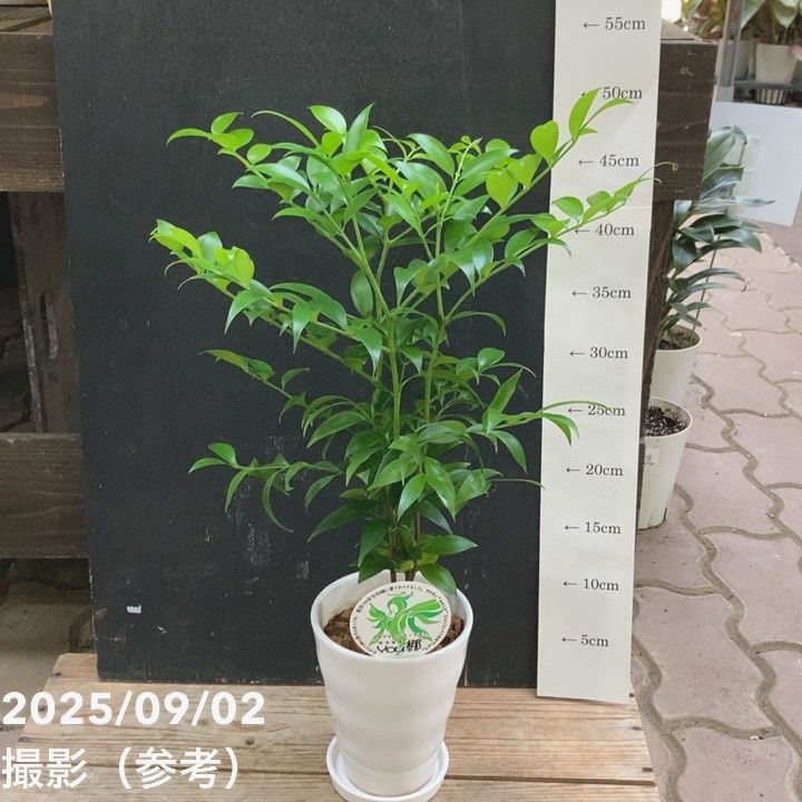 インテリアグリーン ポドカルプス ナギ 幸せを呼ぶYOU梛 4号陶器鉢 受皿付き｜観葉04-PA