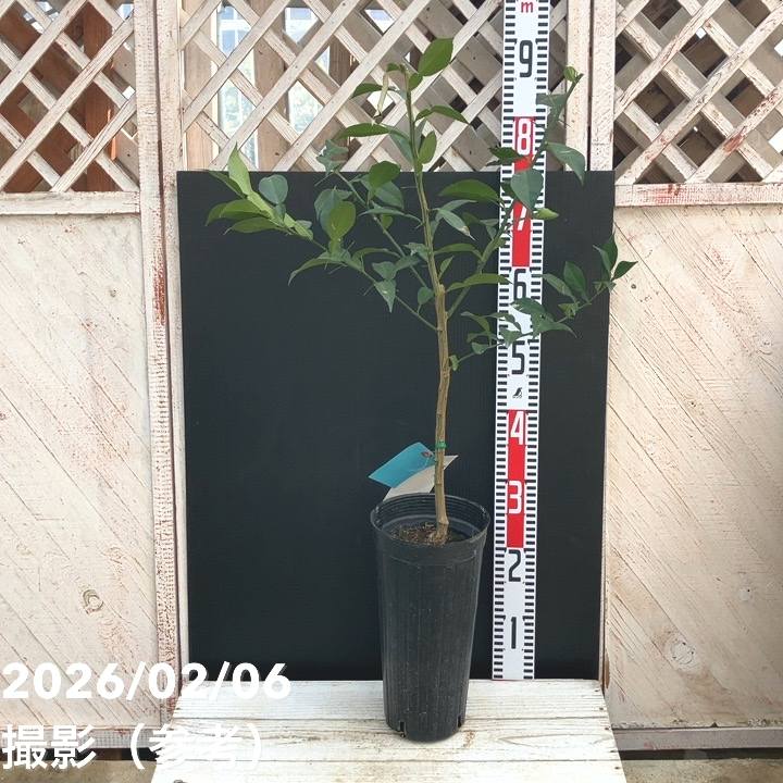 ユズ 多田錦 5号ロングポット 2年生｜柑橘｜果樹04-PA