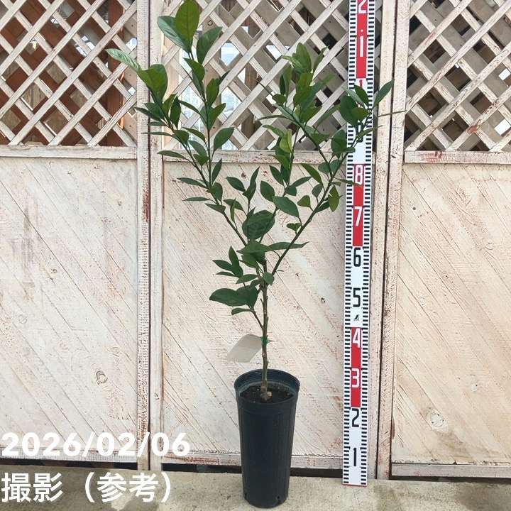 みかん 石地 いしじ 5号ロングポット 2年生苗｜柑橘｜果樹04-PA