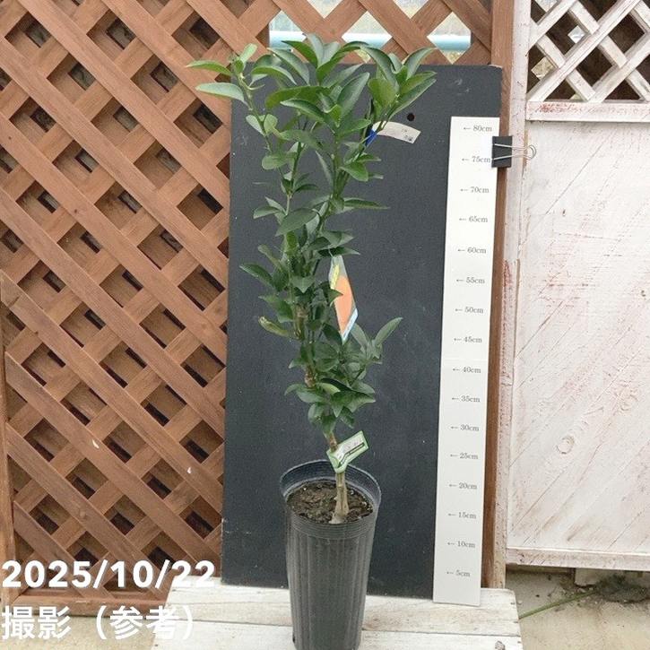 みかん せとか 5号ロングポット 2年生 PVP｜柑橘｜果樹04-PA