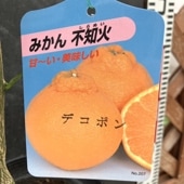 みかん せとか 5号ロングポット 2年生 PVP｜柑橘｜果樹04-PA