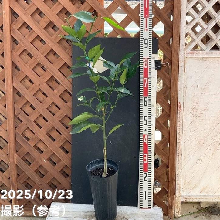 4年生　ブラッドオレンジ接木苗／タロッコ　樹高100cm 現品のお届け 4年生 ブラッドオレンジ接木苗／タロッコ 樹高100cm 現品のお届け 4