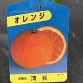 ネーブル 5号ロングポット 2年生苗｜柑橘｜果樹04-PA | 果樹,柑橘