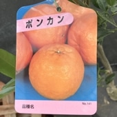 が*も様 ブラッドオレンジ モロ 5年生 大苗 ブラッドオレンジ モロ 5号ロングポット 2年生苗｜柑橘｜果樹04-PA