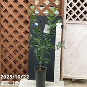 フィンガーライム 5号ロングスリット鉢 ダーラムエメラルド｜柑橘