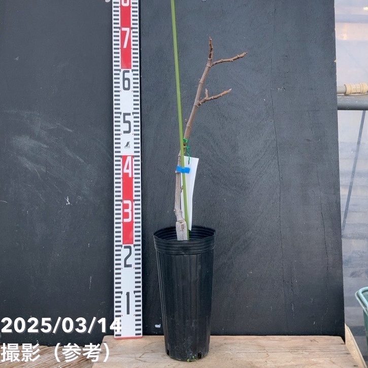 イチジク ヌアールドK 4号ロングポット 1年生｜果樹04-PA