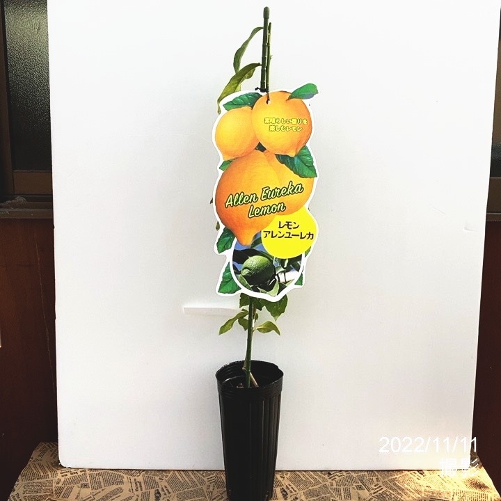 アレンユーレカレモン 4号｜果樹10-TU