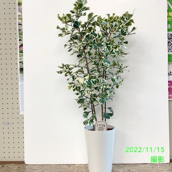 フィカス スウィートハート 6号 PVP|観葉04-PA