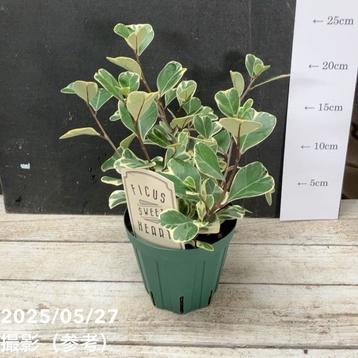 フィカス スウィートハート 4号 PVP｜観葉04-PA