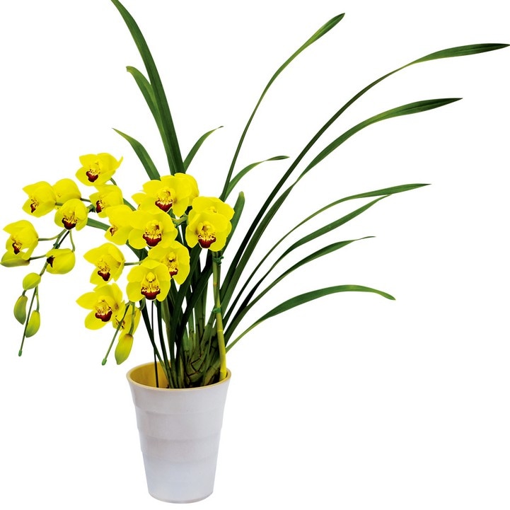 テーブルシンビジューム 黄色 2本立アーチ ラブリームービー “ゴールドラッシュ” 5号 ※お届けに10日程度かかる場合がございます。|洋蘭10-SA