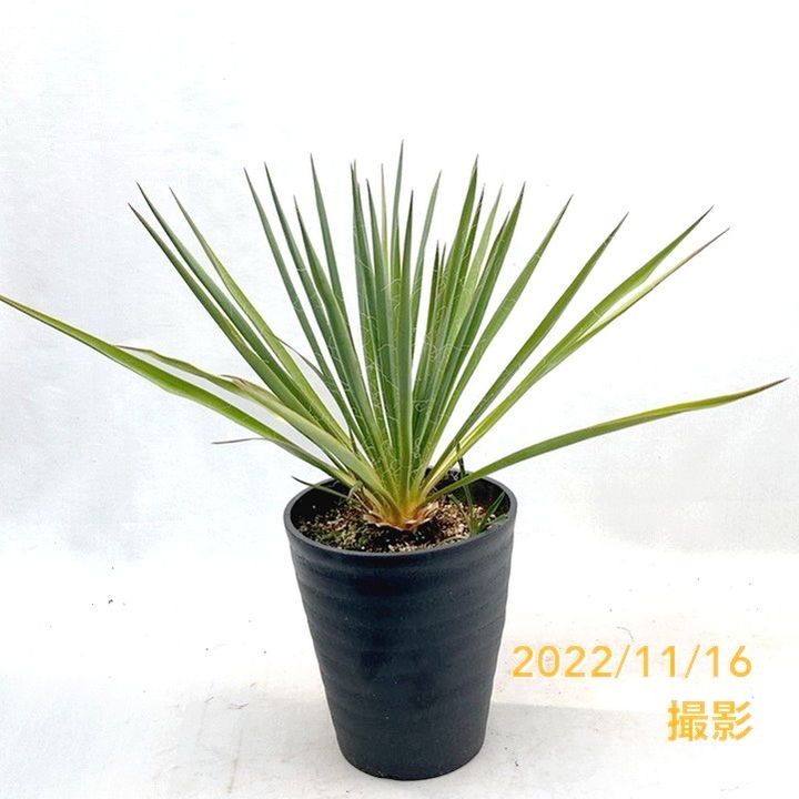 ユッカ 7号 フィラメントーサ（Yucca flamentosa）イトラン｜花木01-D1