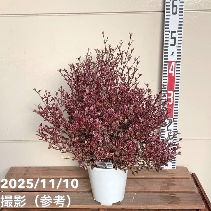 ロフォミルタス マジックドラゴン