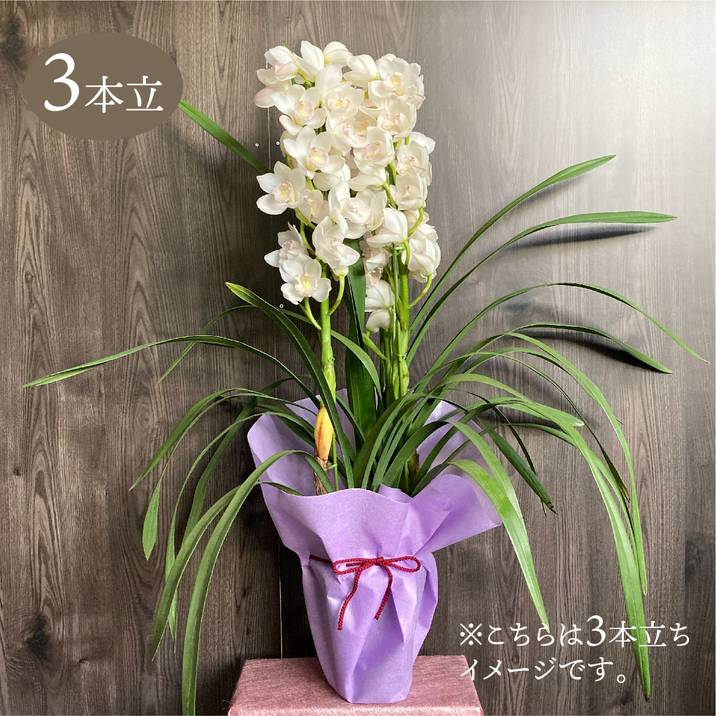 シンビジューム 白系 6号 3本立｜洋蘭04-PA