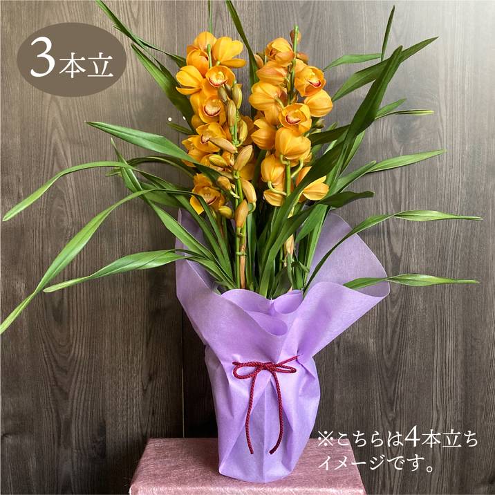 シンビジューム オレンジ系 6号 3本立｜洋蘭04-PA