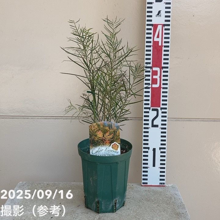 希少」魔法のオレンジの木 カバー付き 秋の日本の人気旅行先 - Trip