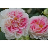 一点物】加藤農園 クリスマスローズ グロッシーカラー 4.5号（KT14