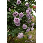 バラ大苗 サクラ クリスタル 4.5号ロングポット 京成バラ園芸｜花木04