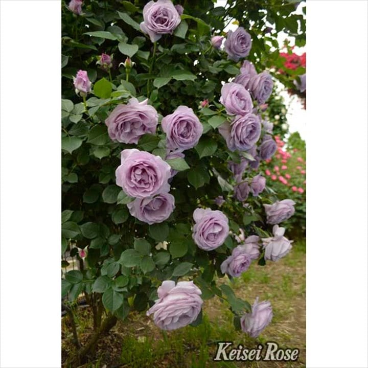 バラ苗　しのぶれど　2年苗、花付き 楽天市場】四季咲きバラ苗 【しのぶれど】 2年生大苗 【予約販売