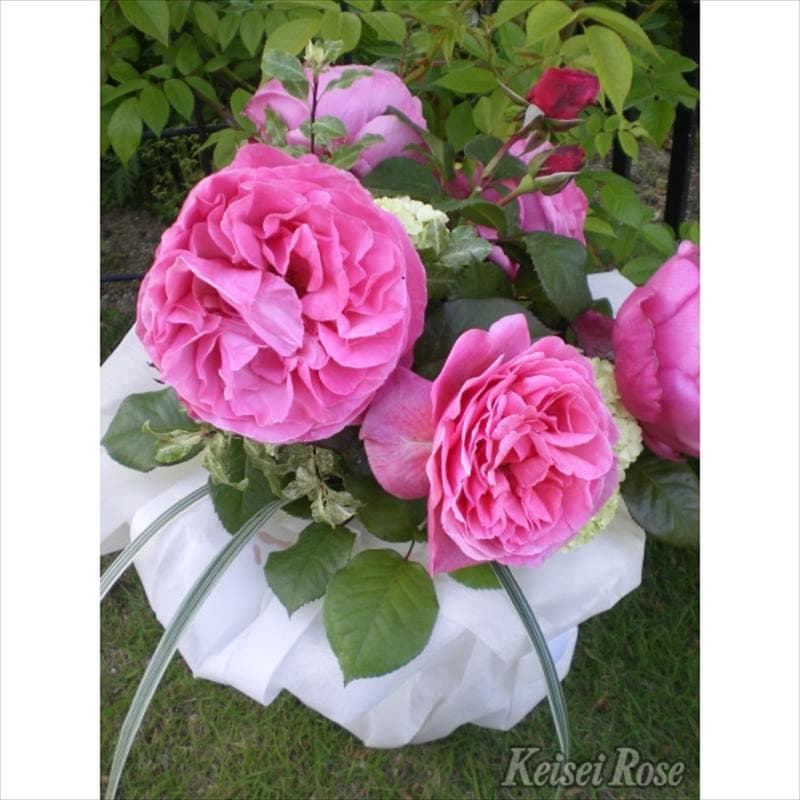 バラ大苗 アライブ 4.5号ロングポット 京成バラ園芸｜花木04-PA