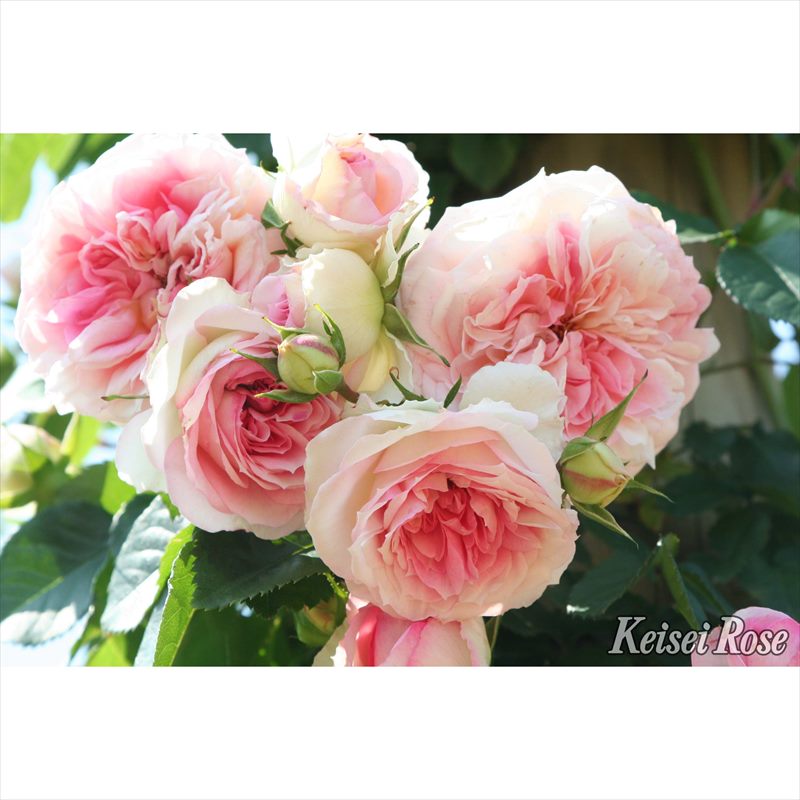 バラ大苗 アミ・ロマンティカ 4.5号ロングポット 京成バラ園芸|花木04-PA