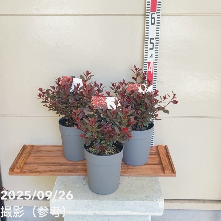 赤葉ツツジ カッパーエバー 5号×3株セット｜花木10-TU