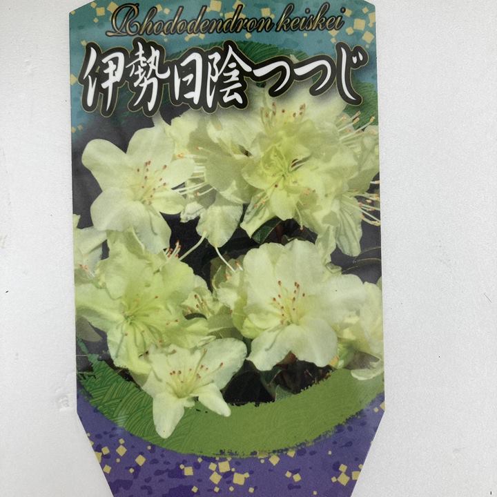 【特価】伊勢日陰つつじ 4.5号×3株セット｜花木10-TU