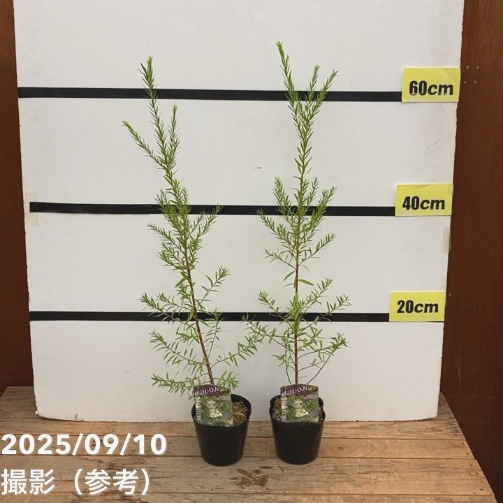 メラレウカ ブラックティーツリー 3.5号 2株セット ※お届けに10日程度かかる場合がございます。|花木10-TN