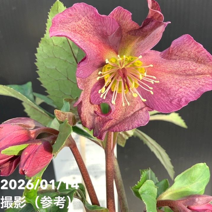 クリスマスローズ 氷の薔薇 4.5号 レッド｜山野04-PA | 草花