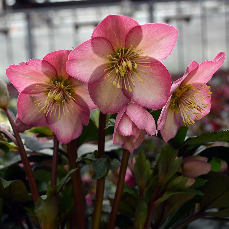 草花,クリスマスローズ,ヘレボルスゴールドコレクションの購入なら赤塚