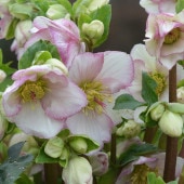 一点物】広瀬園芸 クリスマスローズ 4.5号（HR6）｜山野04-PA | 草花