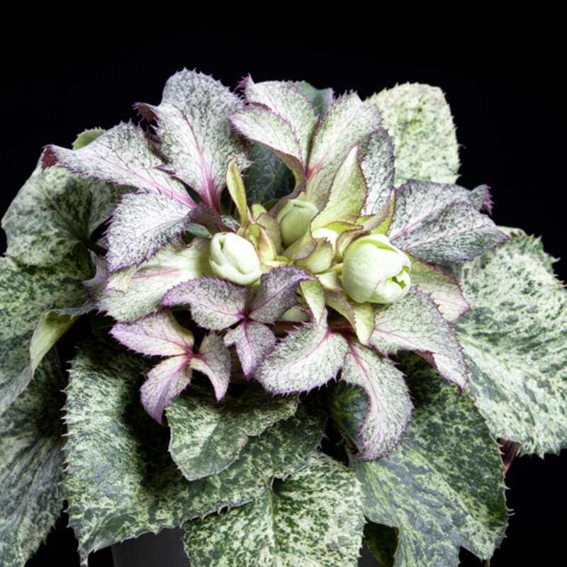 クリスマスローズ 童仙房 HGC スノーフィーバー 4.5号｜山野04-PA