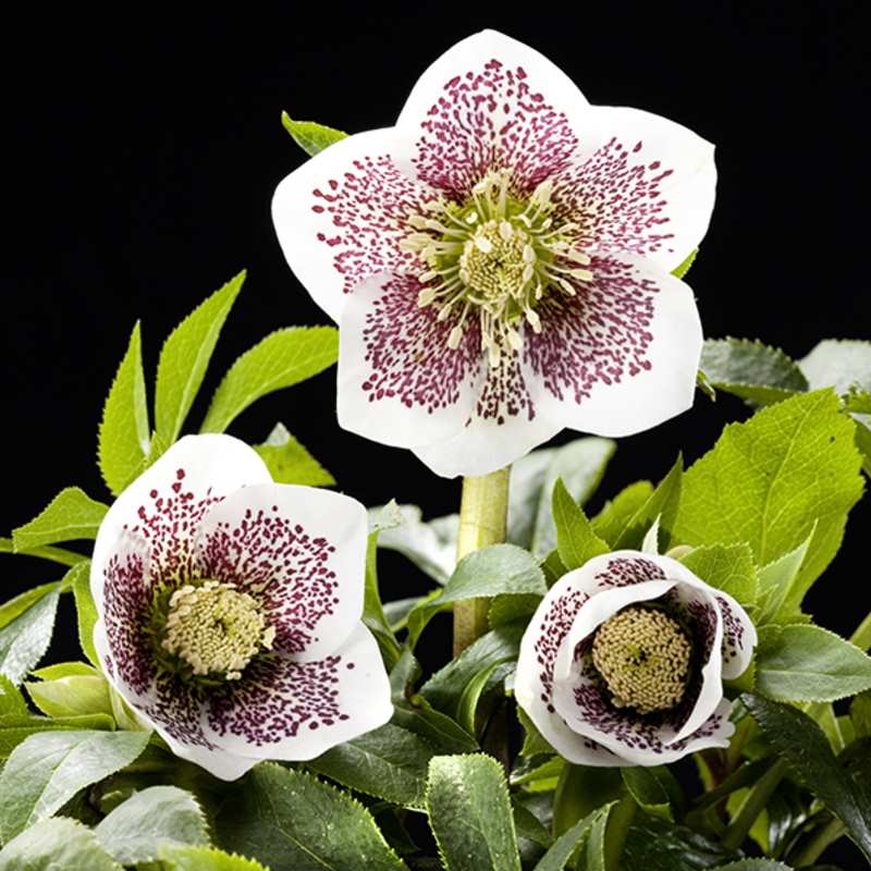 草花,クリスマスローズ,ヘレボルスゴールドコレクション・氷の薔薇の