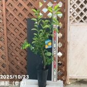 レモン マイヤーレモン 4号ポット 1年生苗｜柑橘｜果樹04-PA | 果樹