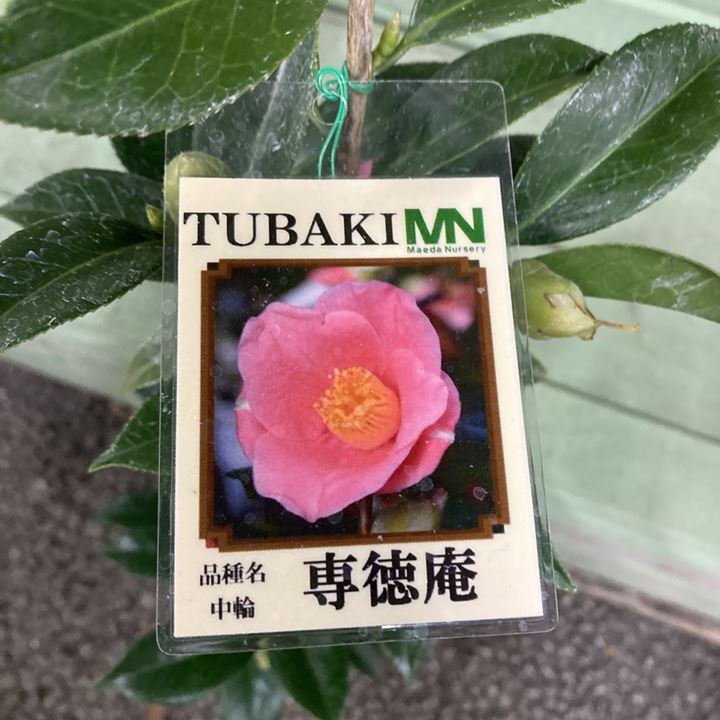 椿 ツバキ 4号 専徳庵 せんとくあん［こだわりの前田ナーセリー苗］｜花木04-PA