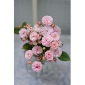 つるバラ長尺苗 レイニーブルー 6号 京成バラ園芸｜s200｜花木04-PA