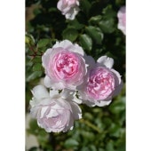 バラ大苗 シャンパーニュ 7号 ロサ・オリエンティス｜花木04-PA | 花木