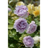 バラ新苗 ポム 4号 河本バラ園 河本麻記子さん ローズ・ドゥ