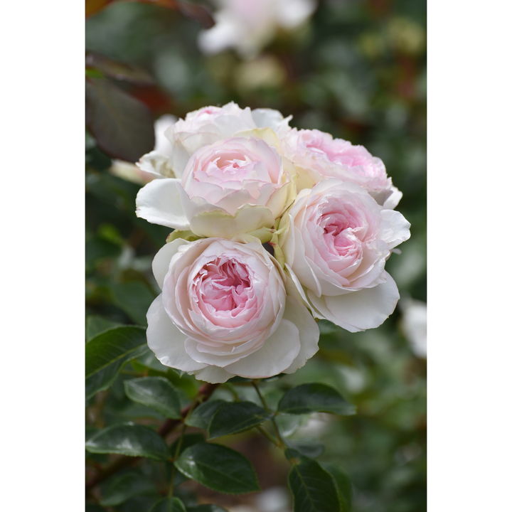 バラ大苗 ロクサーヌ 7号 ロサ・オリエンティス｜花木04-PA | 花木